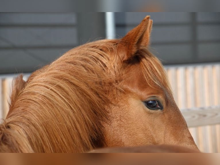 Duitse rijpony Hengst 1 Jaar 148 cm Vos in Dresden