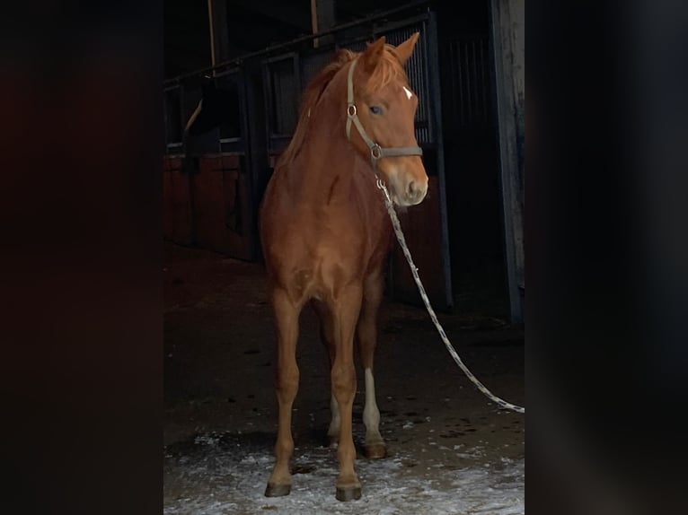 Duitse rijpony Hengst 1 Jaar 148 cm Vos in Dresden