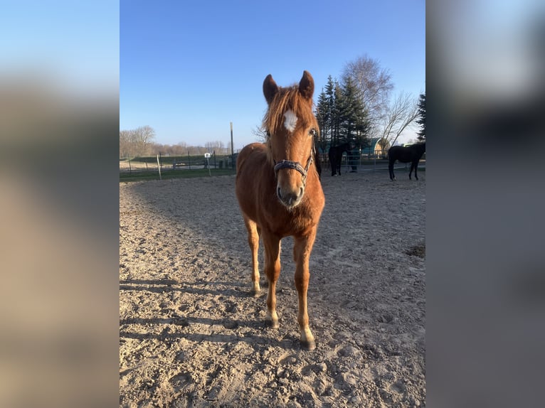 Duitse rijpony Mix Hengst 1 Jaar 148 cm Vos in Rostock