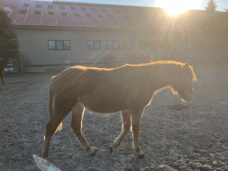 Duitse rijpony Mix Hengst 1 Jaar 148 cm Vos in Rostock