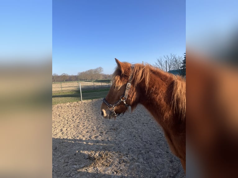 Duitse rijpony Mix Hengst 1 Jaar 148 cm Vos in Rostock