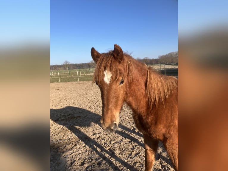 Duitse rijpony Mix Hengst 1 Jaar 148 cm Vos in Rostock