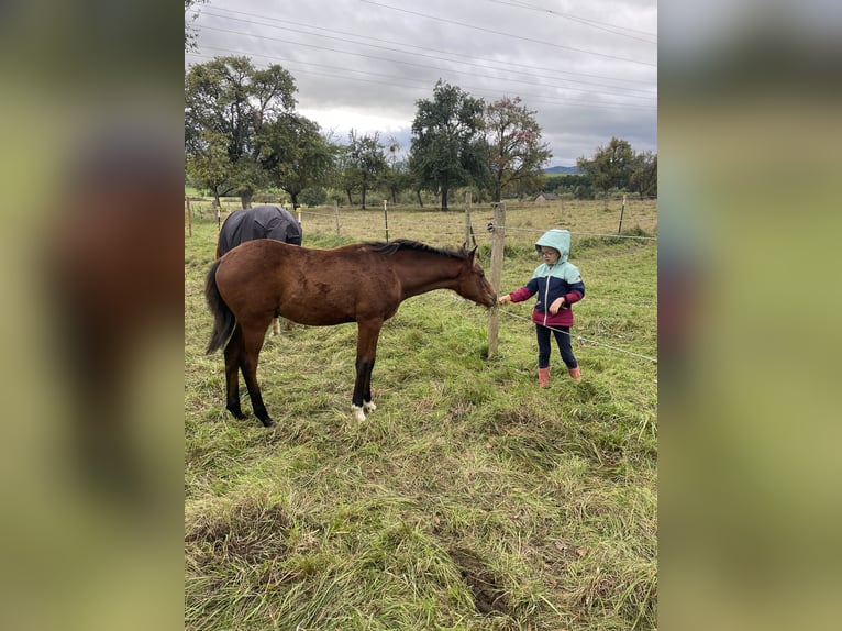 Duitse rijpony Hengst 1 Jaar 149 cm Bruin in Balingen