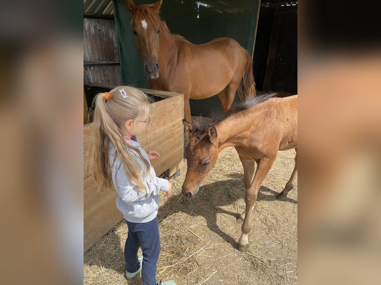 Duitse rijpony Hengst 1 Jaar 149 cm Bruin in Balingen