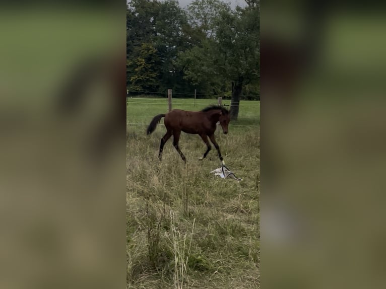 Duitse rijpony Hengst 1 Jaar 149 cm Bruin in Balingen