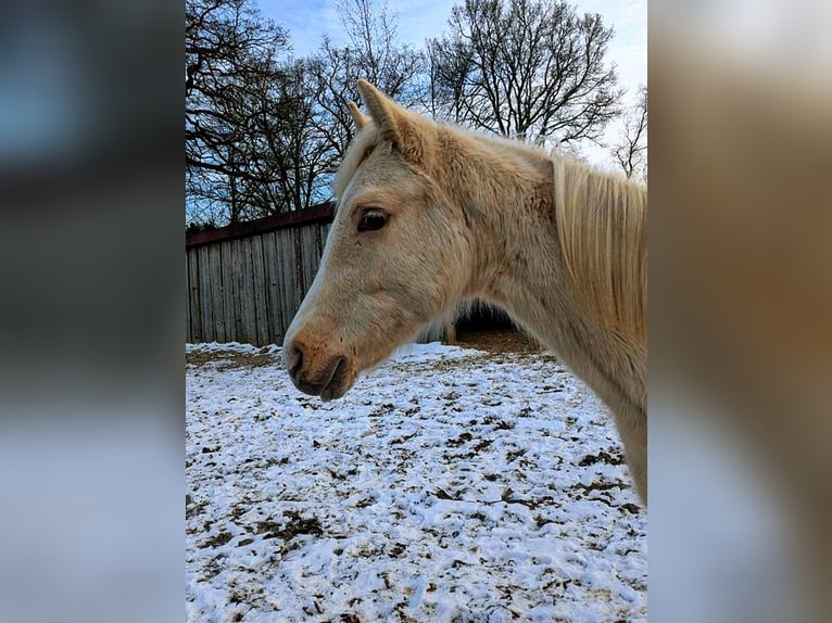 Duitse rijpony Hengst 1 Jaar 150 cm Palomino in Rhauderfehn
