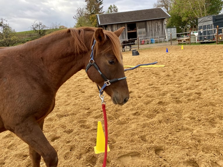 Duitse rijpony Hengst 1 Jaar 155 cm Donkere-vos in Heimenkirch