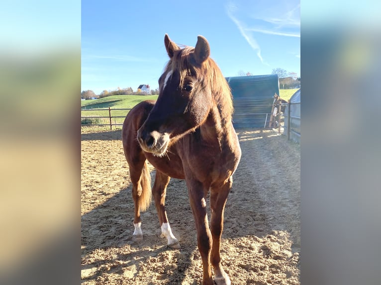 Duitse rijpony Hengst 1 Jaar 155 cm Donkere-vos in Heimenkirch