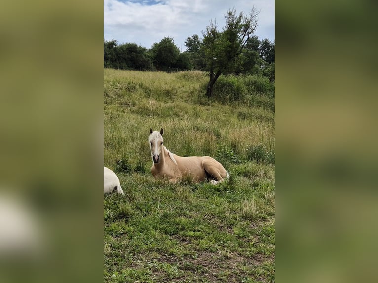 Duitse rijpony Hengst 1 Jaar 155 cm Palomino in Hanau Duitse rijpony Hengst 1 Jaar 155 cm Palomino in Hanau
