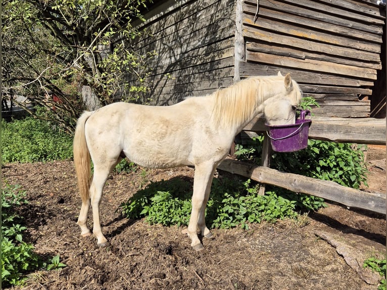 Duitse rijpony Hengst 1 Jaar 155 cm Palomino in Hanau Duitse rijpony Hengst 1 Jaar 155 cm Palomino in Hanau