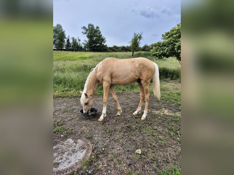 Duitse rijpony Hengst 1 Jaar 155 cm Palomino in Hanau Duitse rijpony Hengst 1 Jaar 155 cm Palomino in Hanau