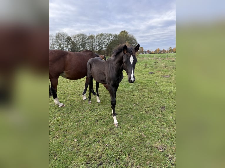 Duitse rijpony Mix Hengst 1 Jaar 160 cm Zwart in Schapen
