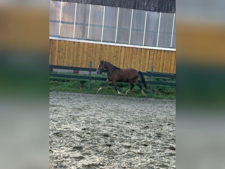 Duitse rijpony Hengst 1 Jaar Bruin in Wülfrath