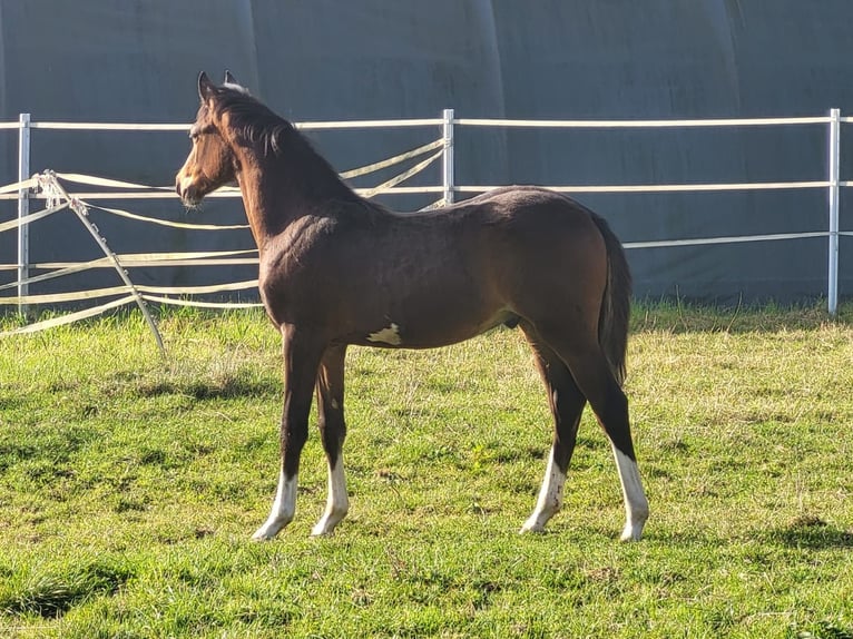 Duitse rijpony Hengst 1 Jaar Bruin in Hahn am See