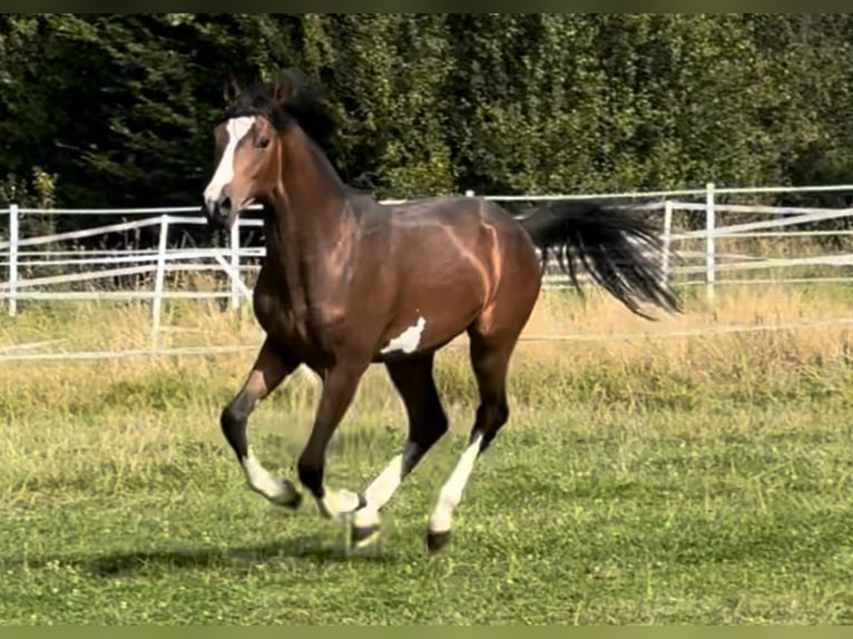 Duitse rijpony Hengst 1 Jaar Bruin in Hahn am See