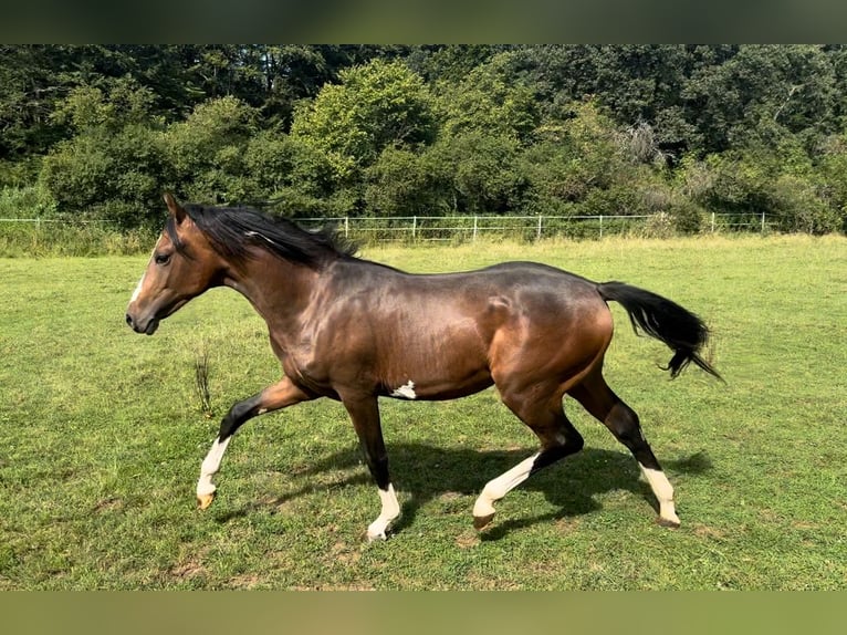 Duitse rijpony Hengst 1 Jaar Bruin in Hahn am See