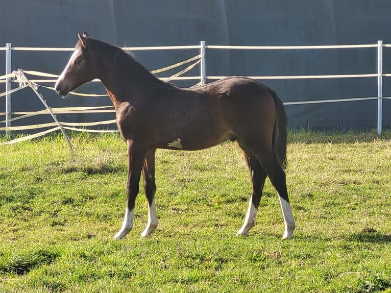 Duitse rijpony Hengst 1 Jaar Bruin in Hahn am See