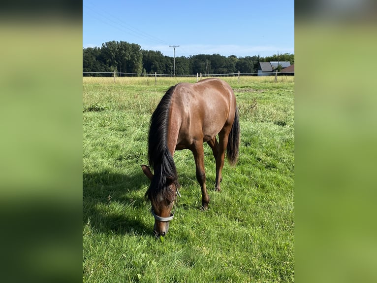 Duitse rijpony Hengst 1 Jaar Bruin in Iserlohn