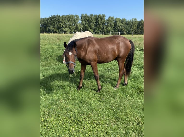 Duitse rijpony Hengst 1 Jaar Bruin in Iserlohn