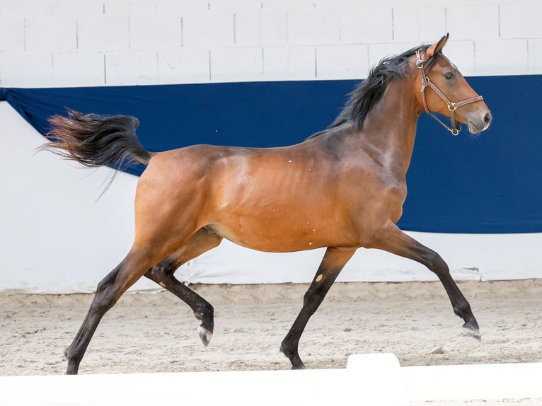 Duitse rijpony Hengst 1 Jaar Bruin in Marsberg