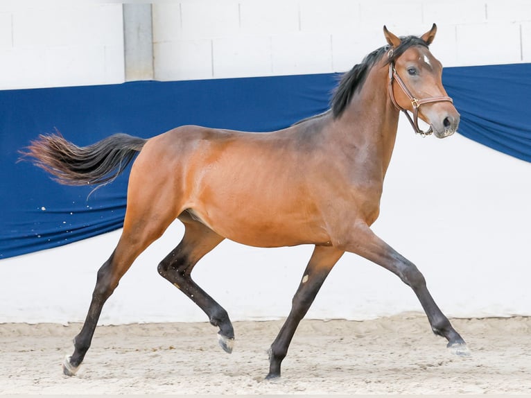 Duitse rijpony Hengst 1 Jaar Bruin in Marsberg