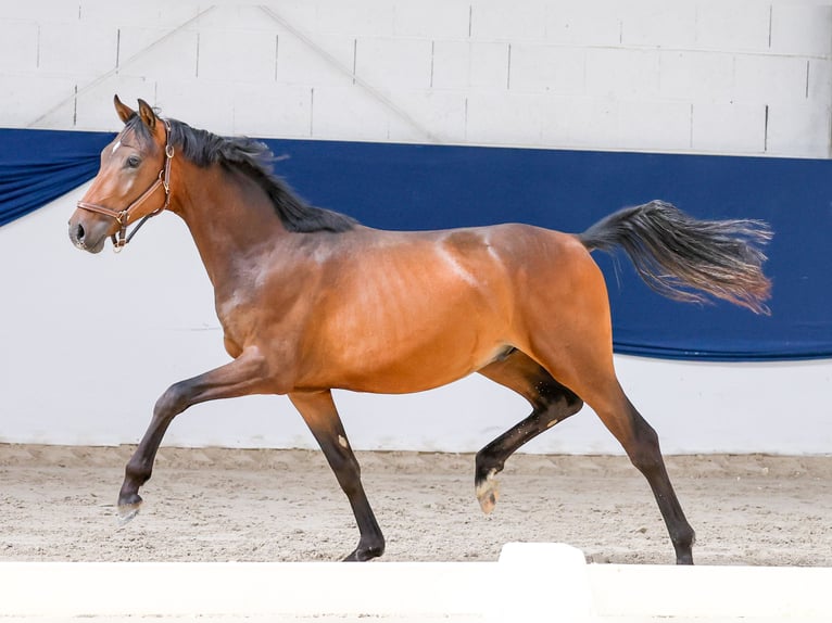 Duitse rijpony Hengst 1 Jaar Bruin in Marsberg