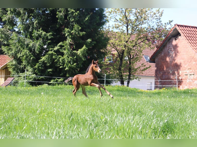 Duitse rijpony Hengst 1 Jaar Bruin in Springe