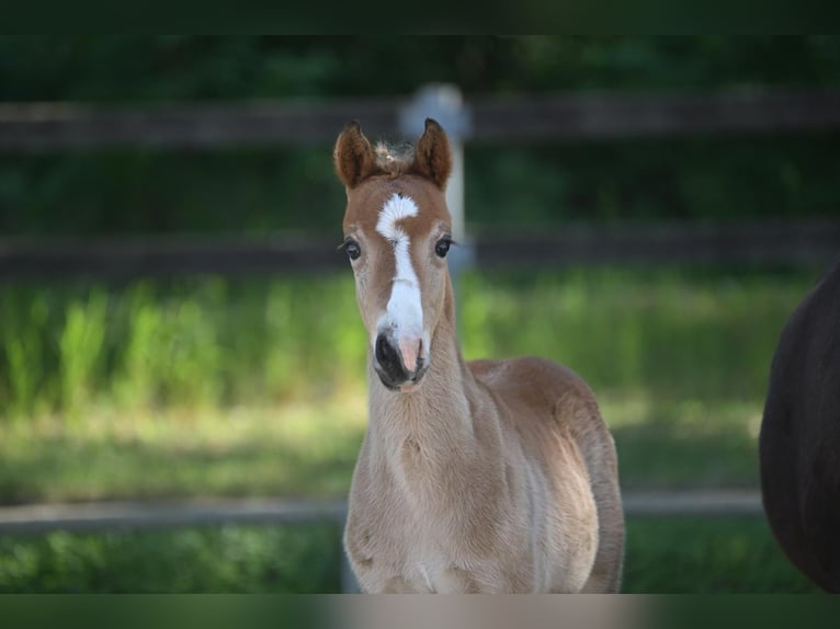 Duitse rijpony Hengst 1 Jaar Bruin in Marienfließ
