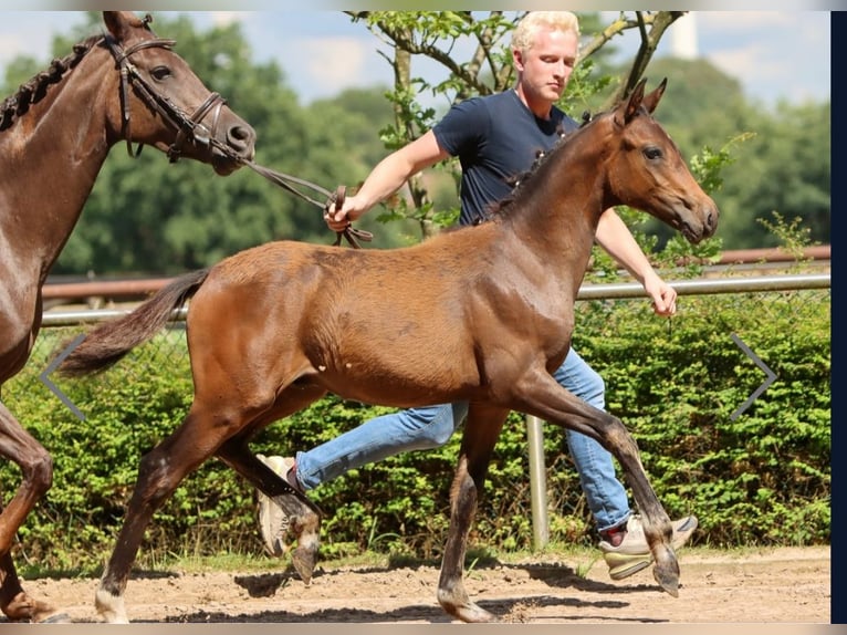 Duitse rijpony Hengst 1 Jaar Bruin in Ritterhude