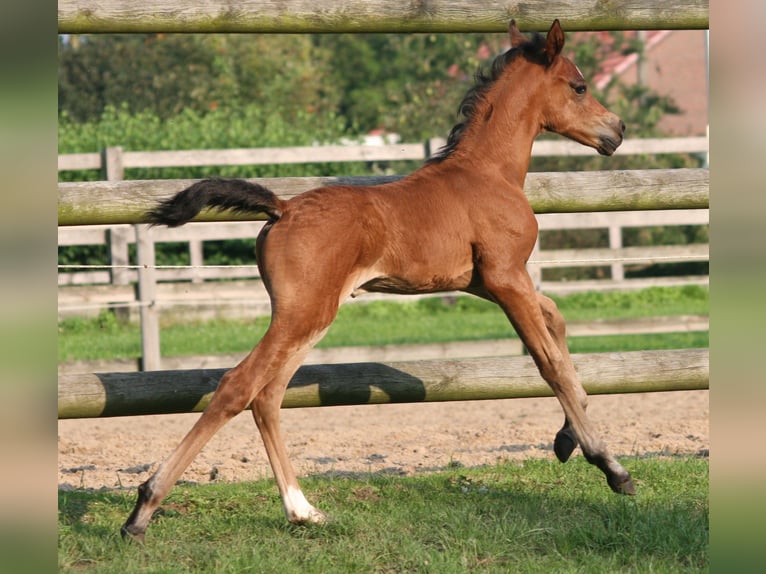 Duitse rijpony Hengst 1 Jaar Bruin in Erwitte