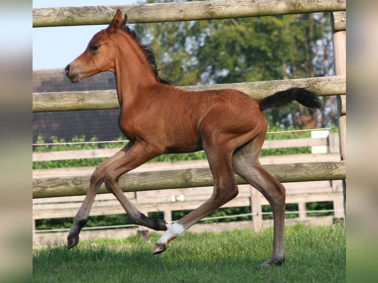 Duitse rijpony Hengst 1 Jaar Bruin in Erwitte