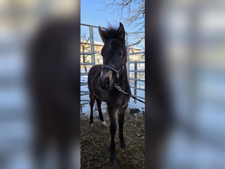Duitse rijpony Hengst 1 Jaar Buckskin in Diersbach