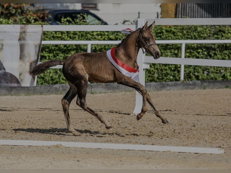 Duitse rijpony Hengst 1 Jaar Buckskin in Diersbach