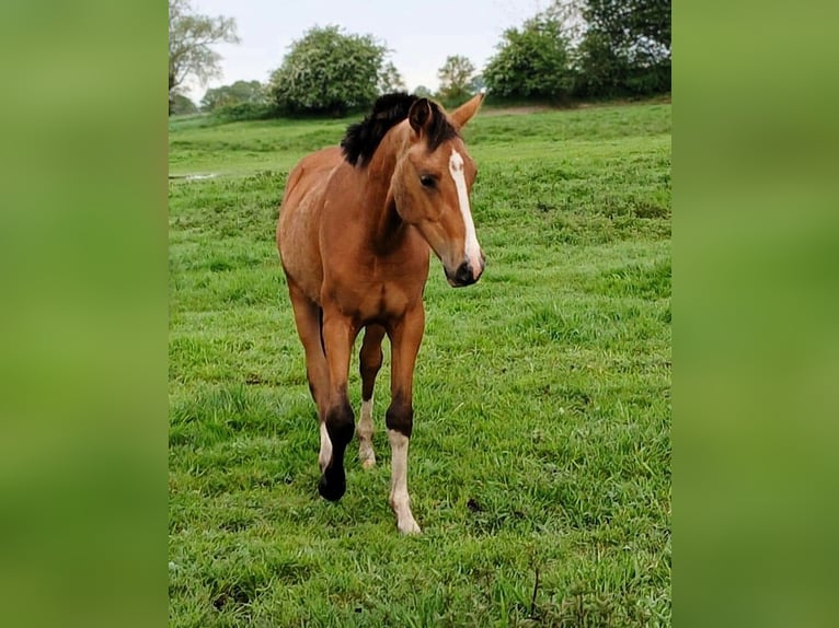 Duitse rijpony Hengst 1 Jaar Buckskin in Friesack