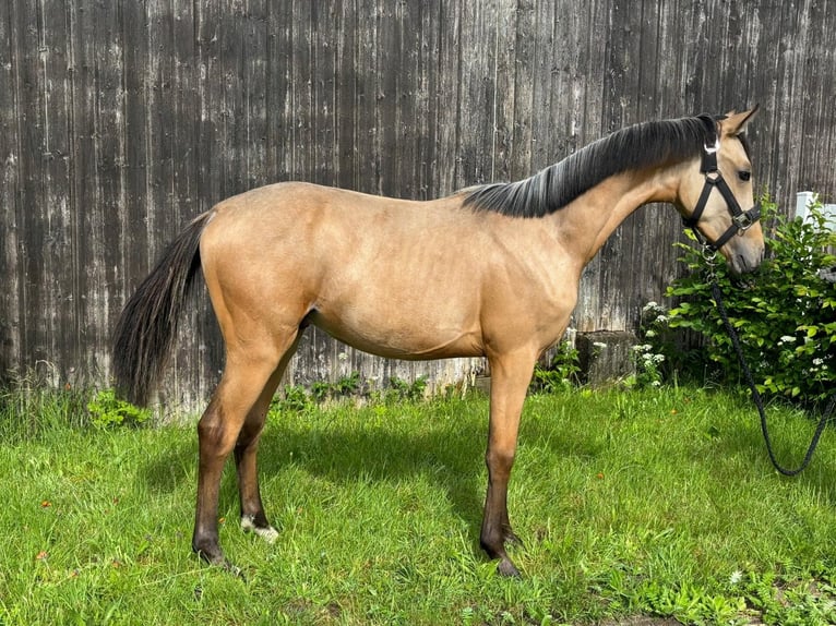 Duitse rijpony Hengst 1 Jaar Buckskin in Osten