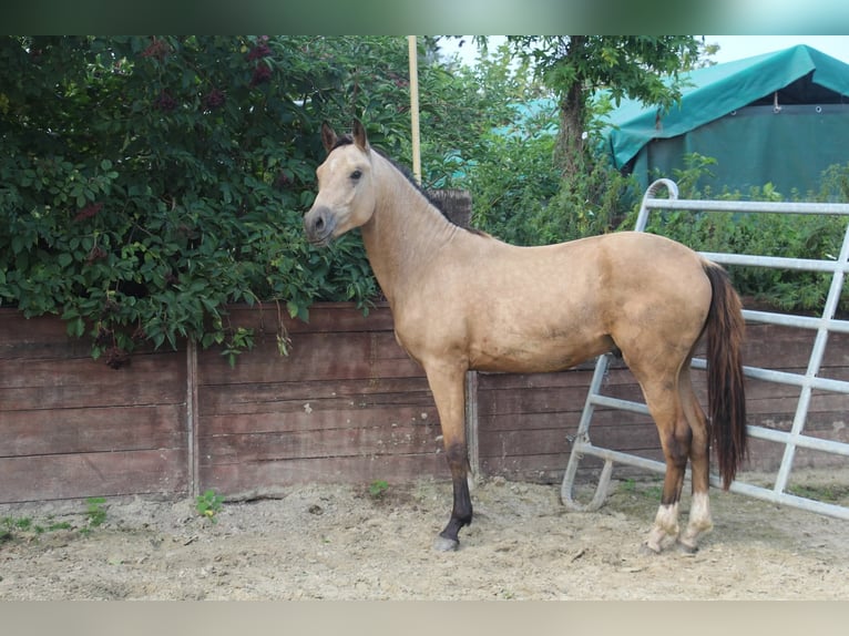 Duitse rijpony Hengst 1 Jaar Buckskin in Rees
