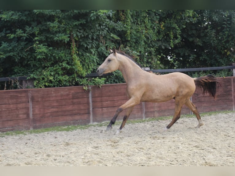 Duitse rijpony Hengst 1 Jaar Buckskin in Rees