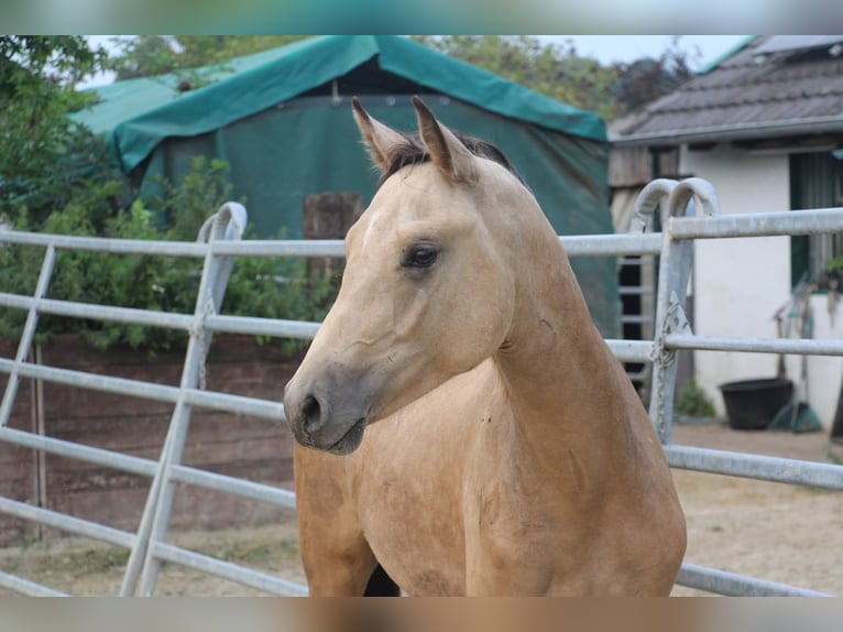Duitse rijpony Hengst 1 Jaar Buckskin in Rees