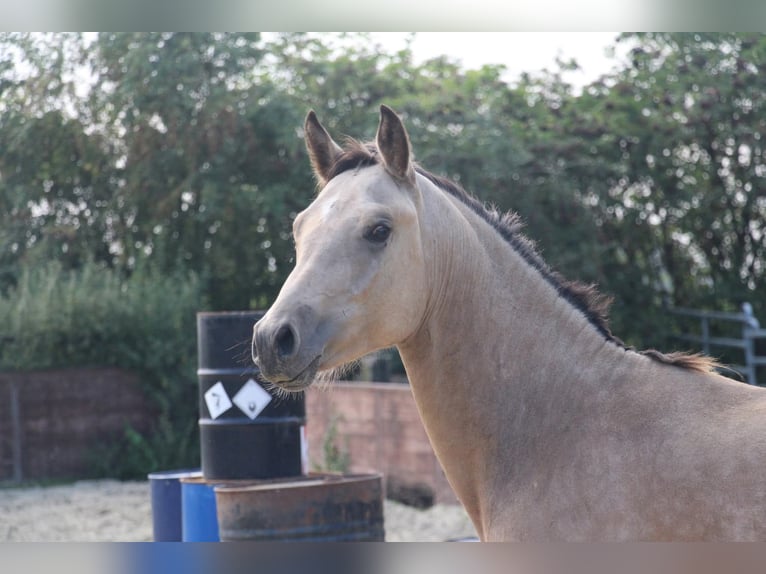 Duitse rijpony Hengst 1 Jaar Buckskin in Rees