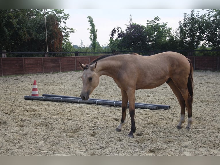 Duitse rijpony Hengst 1 Jaar Buckskin in Rees