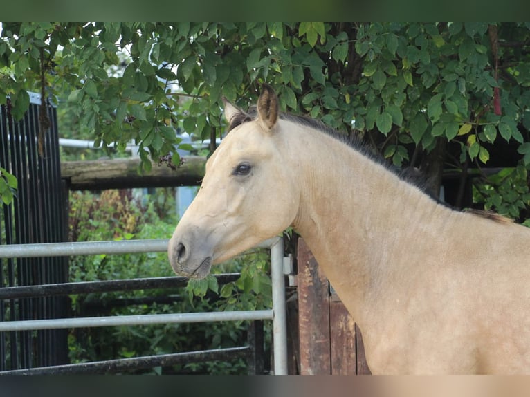 Duitse rijpony Hengst 1 Jaar Buckskin in Rees