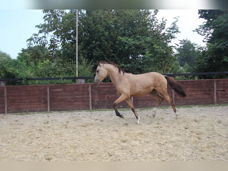 Duitse rijpony Hengst 1 Jaar Buckskin in Rees