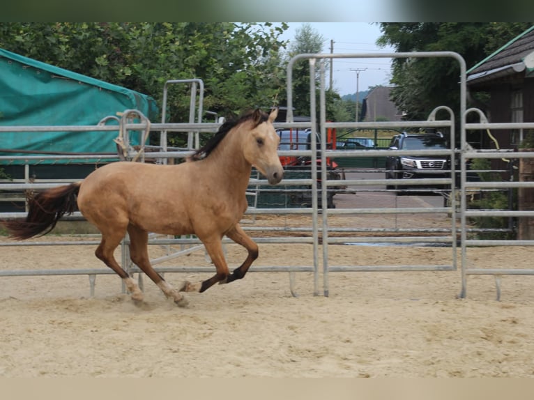 Duitse rijpony Hengst 1 Jaar Buckskin in Rees