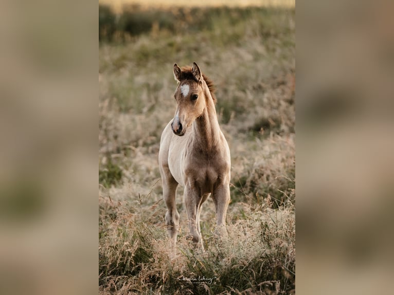 Duitse rijpony Hengst 1 Jaar Buckskin in Springe