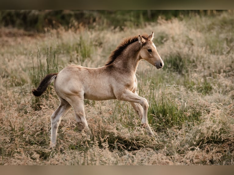 Duitse rijpony Hengst 1 Jaar Buckskin in Springe