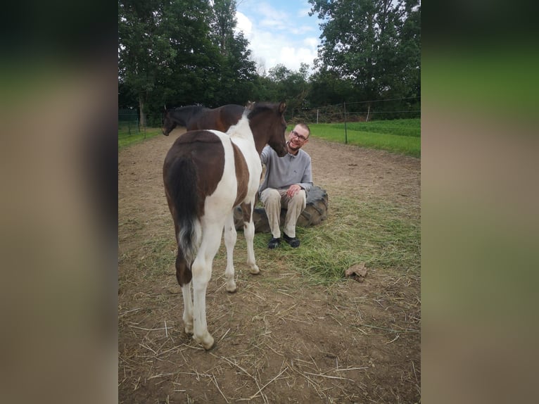 Duitse rijpony Hengst 1 Jaar Buckskin in Oschersleben