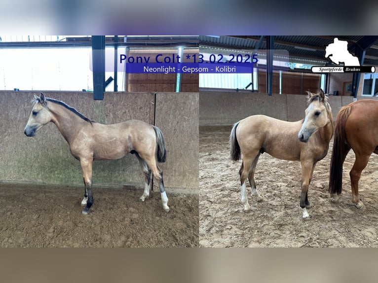 Duitse rijpony Hengst 1 Jaar Cremello in Seetz
