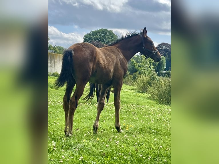 Duitse rijpony Hengst 1 Jaar Donkerbruin in Neuengörs