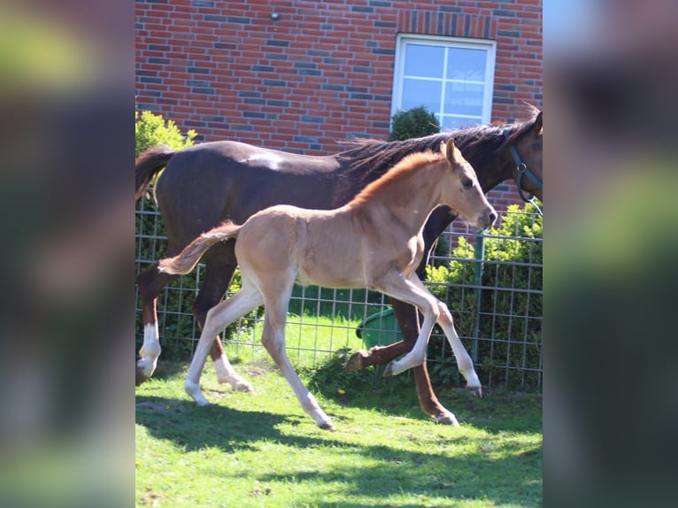 Duitse rijpony Hengst 1 Jaar Donkere-vos in Ritterhude
