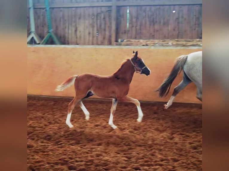 Duitse rijpony Hengst 1 Jaar Donkere-vos in Frankenberg (Eder)